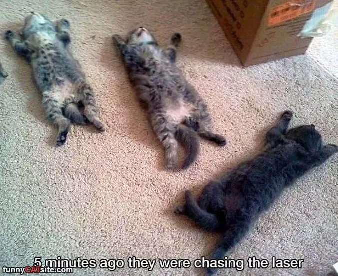 Chasing Lasers To Sleep Time