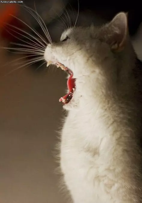 Big Roar