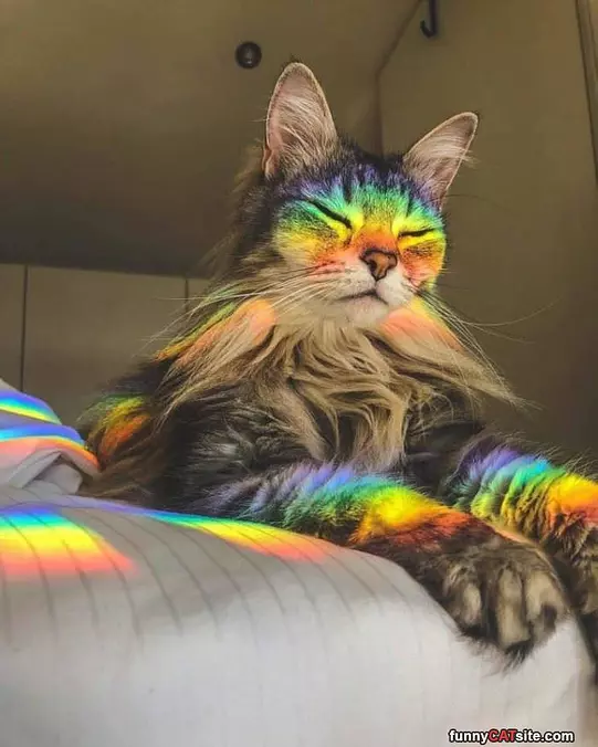 The Rainbow Cat