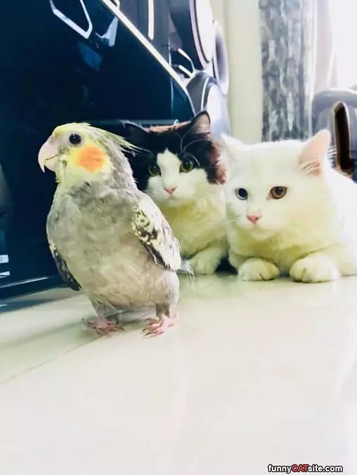 Watching Closely