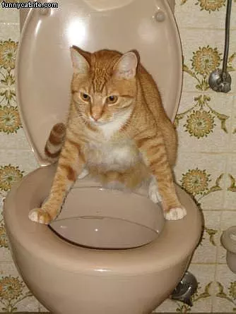 Cat Using Toilet