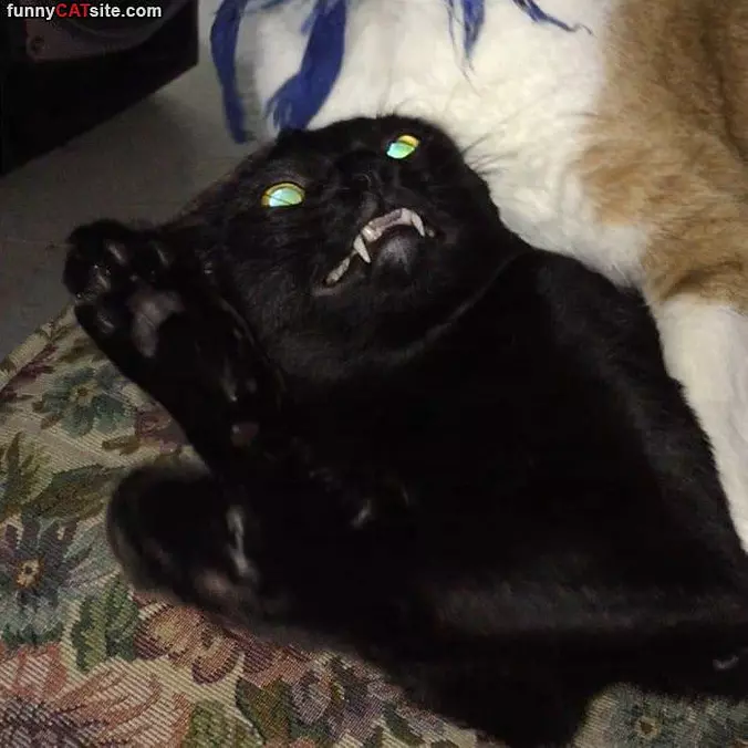 Rawwwrrr I A Scary Cat
