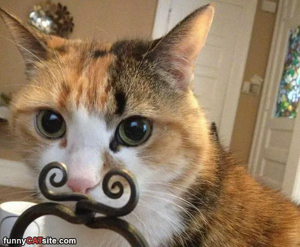 Its My Mustache