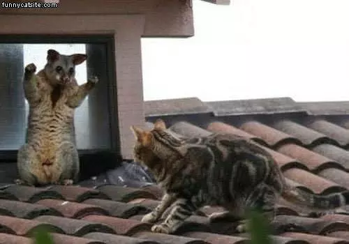 Rawrrrr