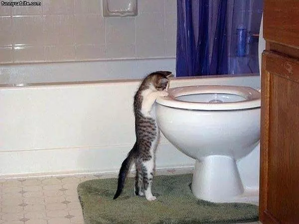 Wants Water
