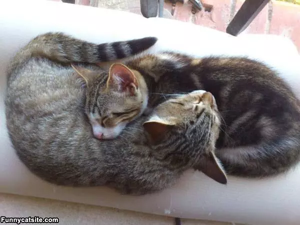 Cute Cats Sleeping Together