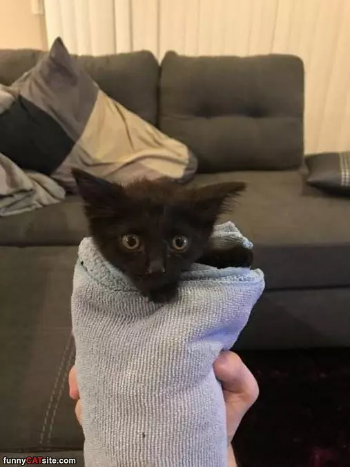 Burrito Cat