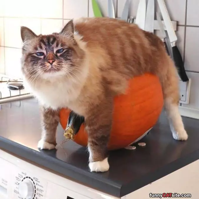 A Pumpkin