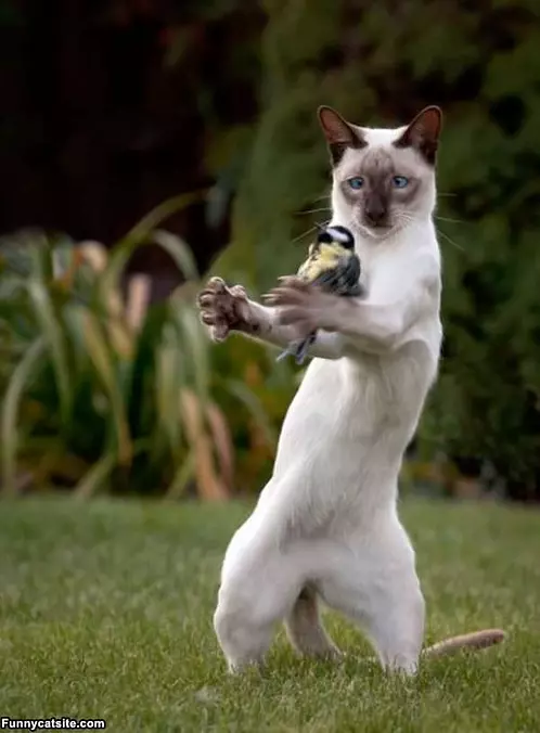 The Bird Dance