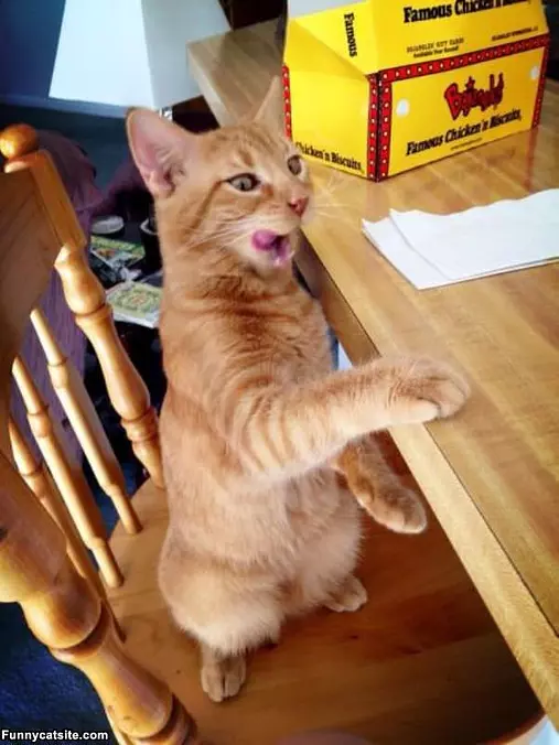 Can I Have More Tuna