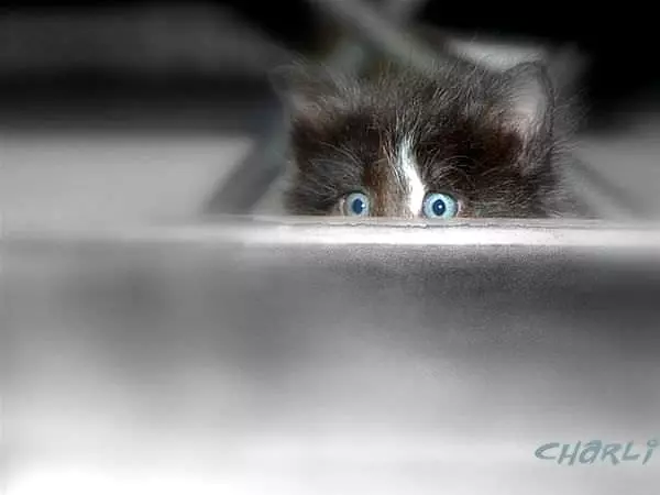 Peaking Out