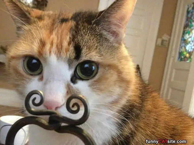 My Mustache