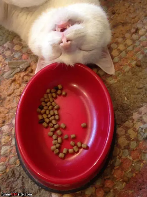 This Food Makes Me Sleepy
