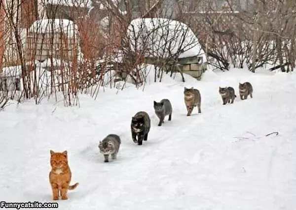Small Car Army