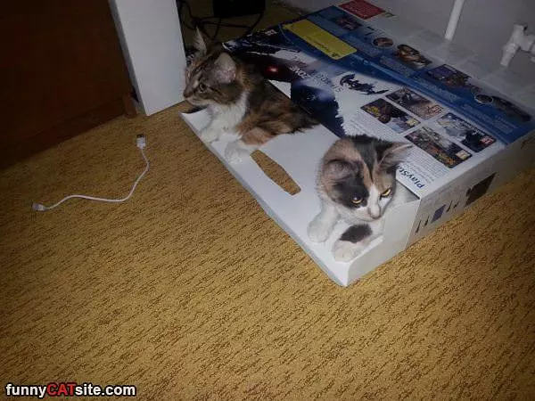 Sharing A Box