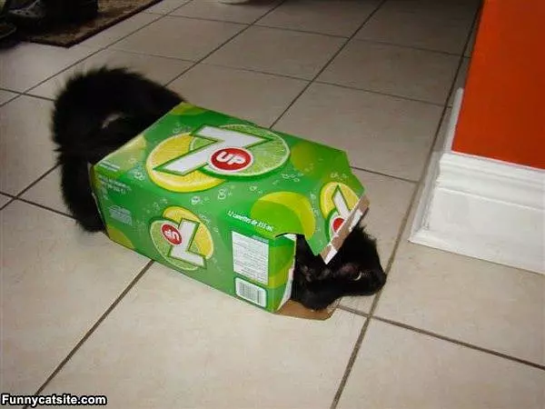 7 Up Cat