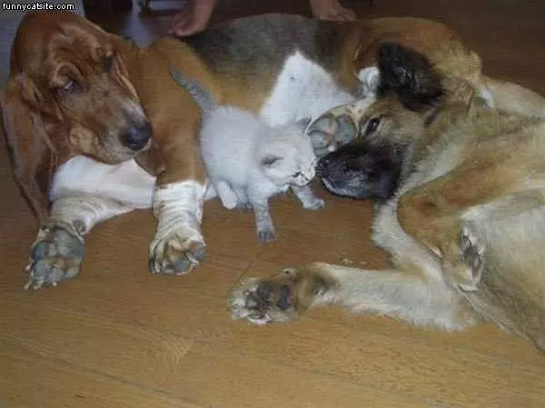 White Kitten With The Dogs