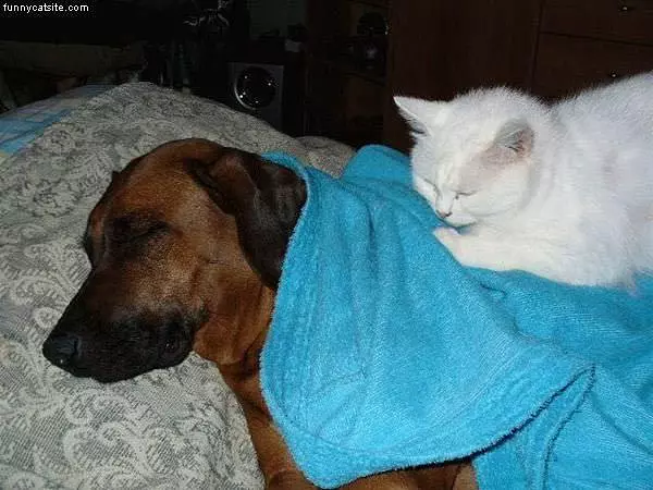 Sleeping Cat And Dog