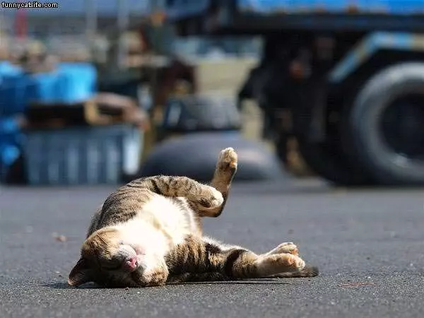 I Has An Itch