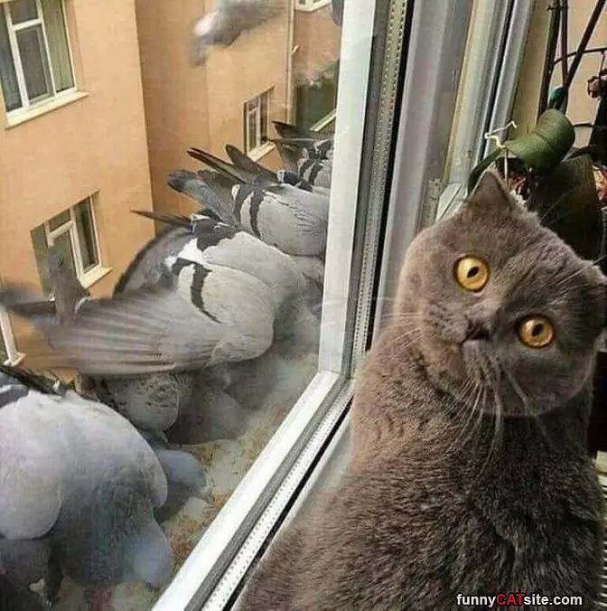 Can I Pet Them