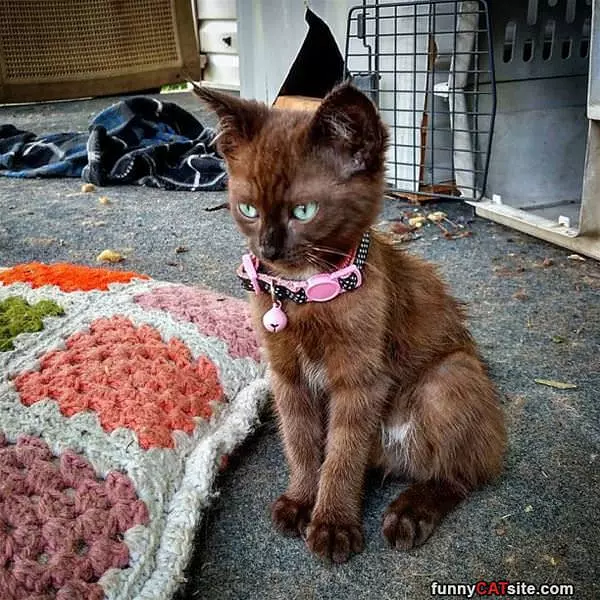Nice Collar