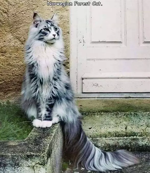 Forest Cat