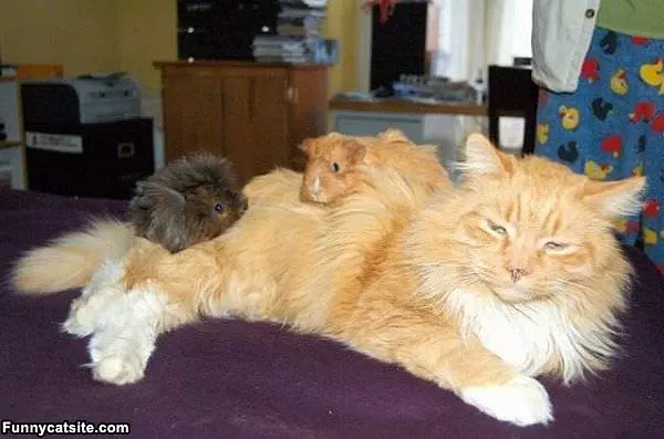 Too Lazy To Care