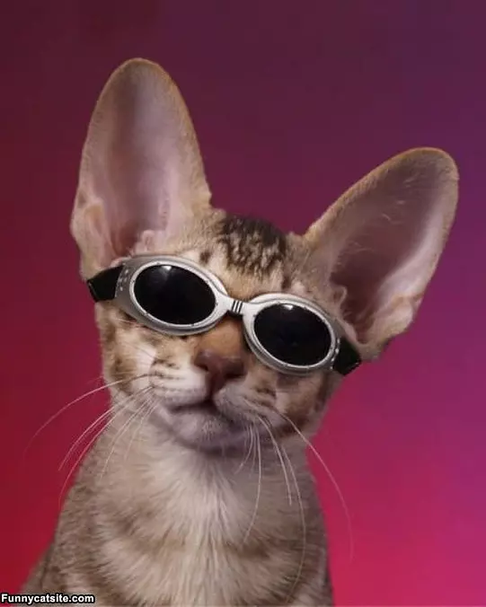 Cool Cat Glasses