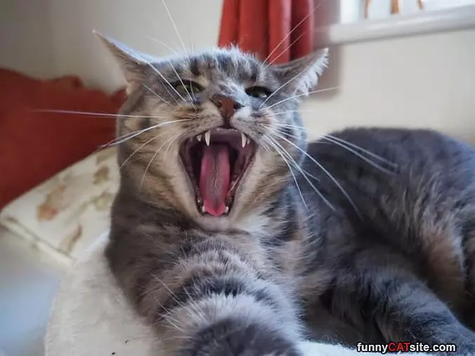 Rawwwwwwr