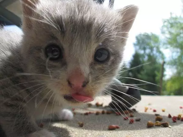 Can I Has