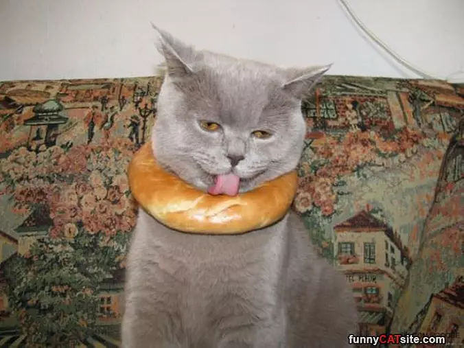 Bagel
