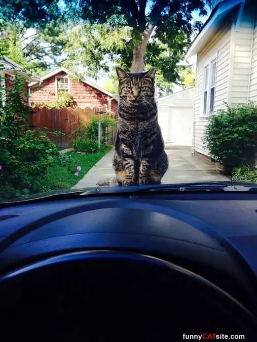 My Food Is Late