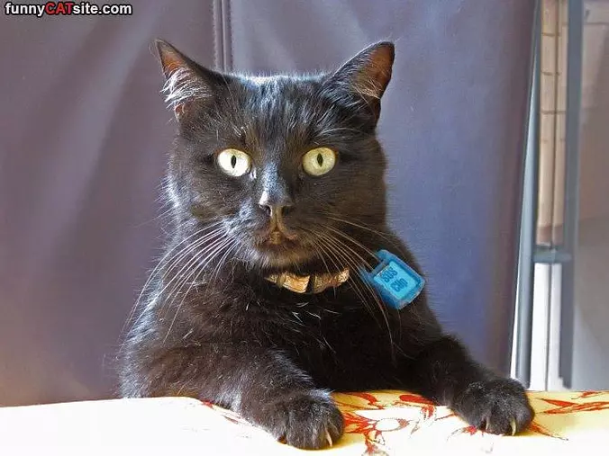 What Did You Say