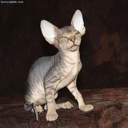 Hairless Catjpg