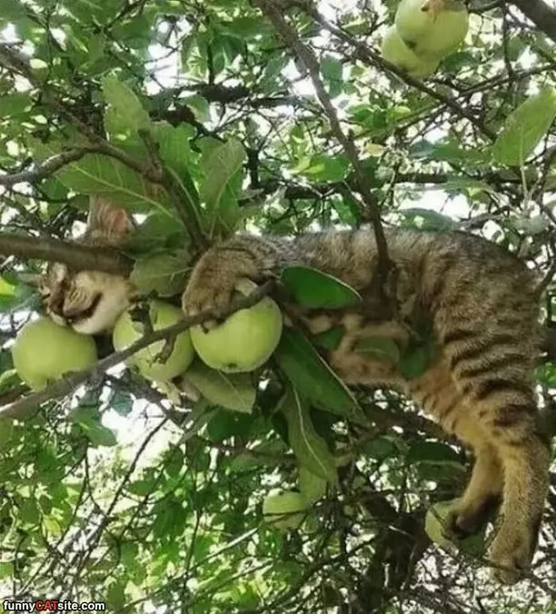 Curled In