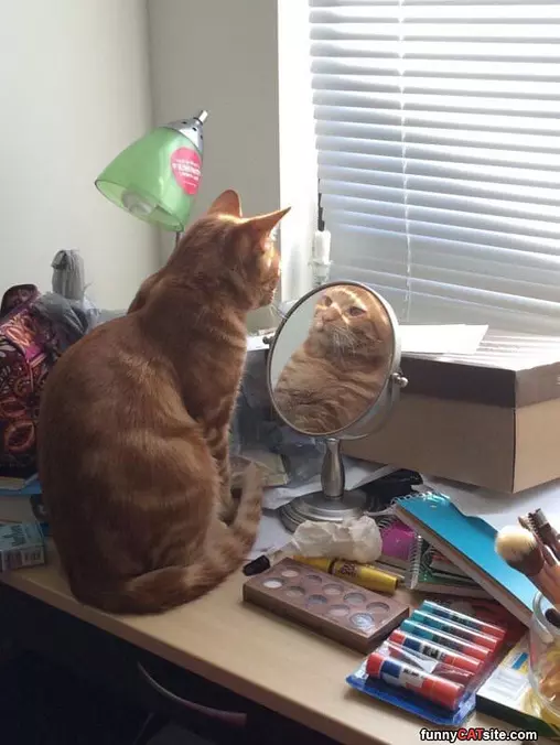 Mirror Mirror