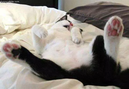 Having A Lazy Day