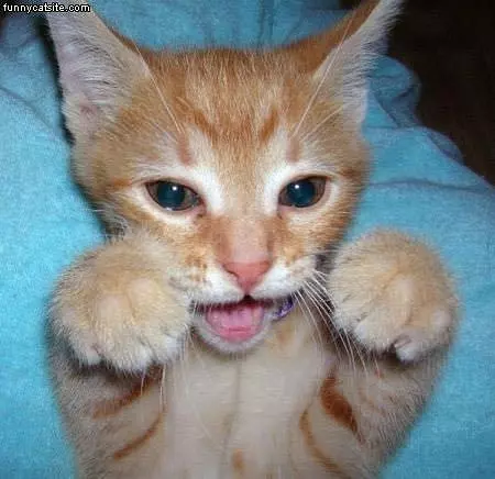 Smiley Kitten