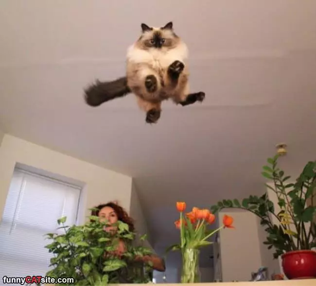 Flying Cat