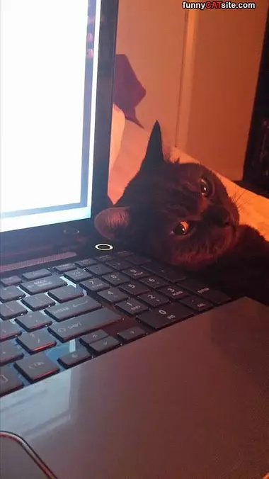 I Said No Laughing