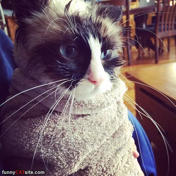 Towel Cat