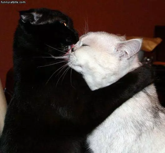 Forbidden Love