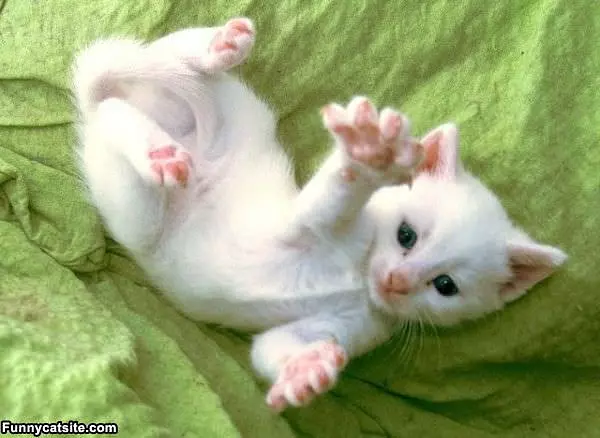 Was This Big
