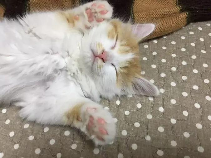 Sleeping And Dreaming