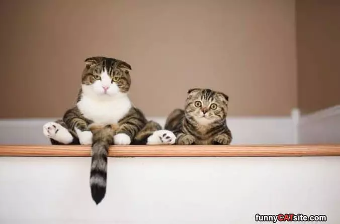 Sitting Judging