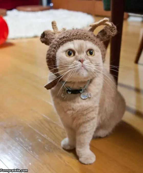 Im A Reindeer