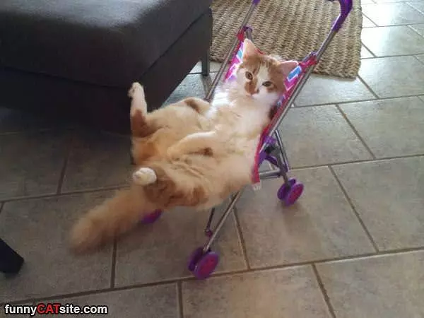 In A Stroller