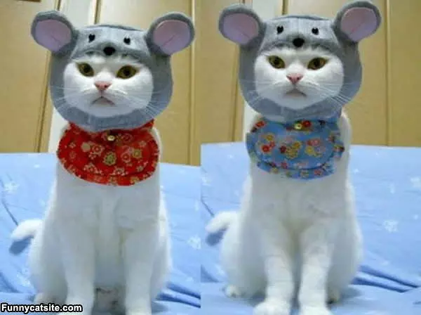Mouse Cats