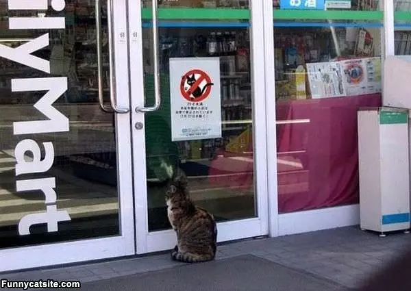 No Cats Allowed