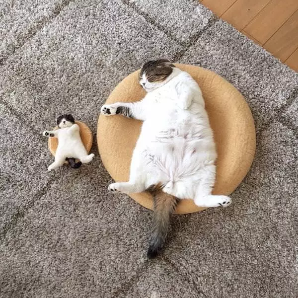 Just Laying Around All Lazy